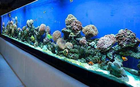 鱼类常见疾病汇总_合肥悦龙阁水族专注鱼缸定做及观赏鱼批发